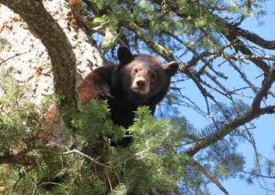 A hunter posing with a black bear that they shot and killed
